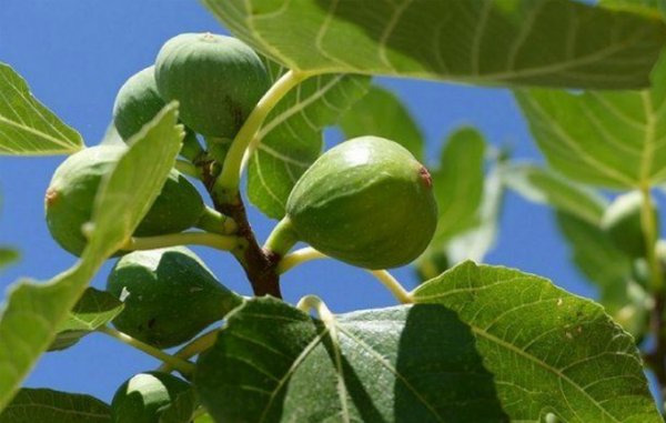 Le Maroc est le 3ème producteur de figues au monde