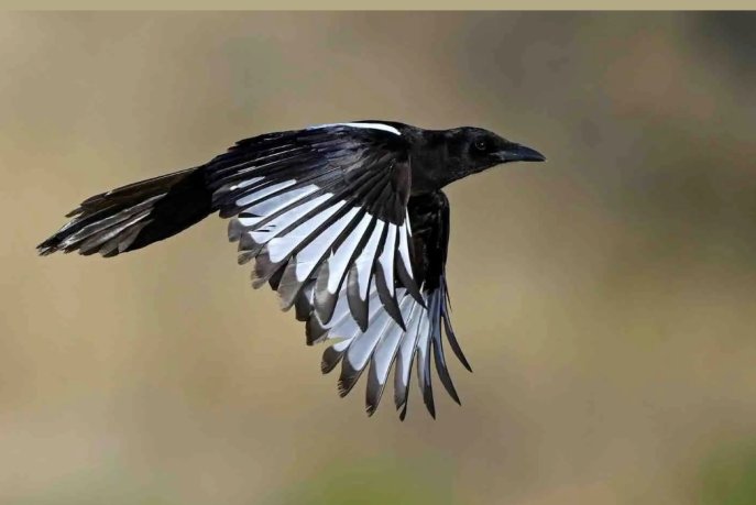 5437685854_d630fceaff_b-