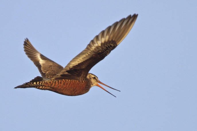 football-a-safi-le-piege-du-direct-limage-tele-qui-diffuse-une-contreverite-