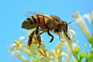 les-abeilles,-ces-pollinisateurs-indispensables-a-la-securite-alimentaire