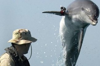 les-dauphins-commandos,-une-pratique-ancienne-prisee-de-moscou-et-washington