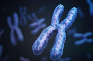 les-chromosomes-sont-presque-liquides-(recherche)