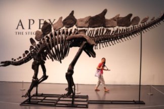 des-fossiles-et-des-millions:-le-plus-grand-squelette-de-stegosaure-aux-encheres