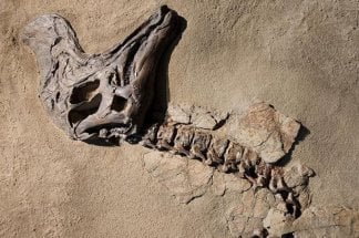 des-dents-de-geants-le-maroc-devoile-un-nouveau-tresor-paleontologique