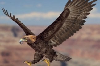 une-decennie-decisive-pour-la-conservation-des-rapaces-au-maroc