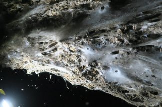 grece-decouverte-d-une-toile-geante-avec-111000-araignees-dans-une-grotte