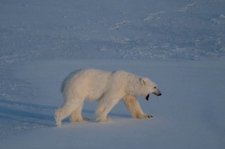 les-ours-du-svalbard-ont-resiste-mieux-que-prevu-au-rechauffement