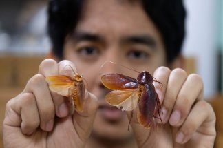 aux-philippines-le-seigneur-des-cafards-defend-ces-insectes-mal-aimes