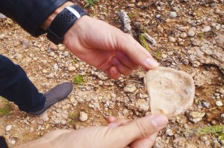 decouverte-de-fossiles-de-mollusques-bivalves-a-ouled-si-amara-a-boulaouane--par-mustapha-jmahri