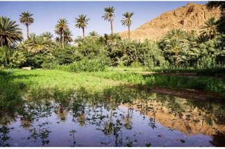 zagora-la-recherche-agronomique-au-coeur-des-enjeux-de-durabilite-des-oasis