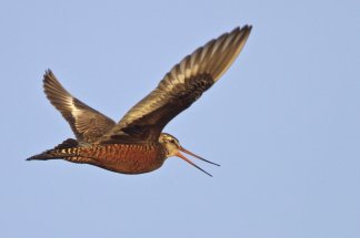 km-par-an-la-barge-hudsonienne-marathonienne-des-airs-en-peril