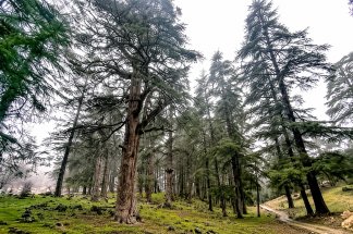 forets-de-cedres-lanef-precise-la-situation-admet-des-difficultes-et-reaffirme-ses-actions-de