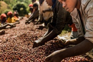 le-cafe-africain-au-centre-dun-programme-regional-lance-a-marrakech