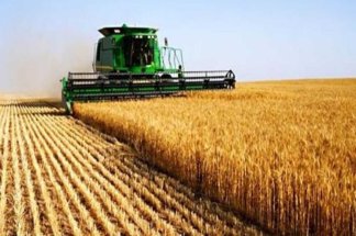 Avec 25,8 millions de quintaux,Casablanca-Settat confirme son statut de principal bassin céréalier du Maroc