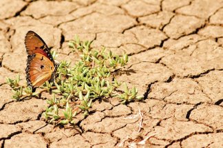 desertification-le-pari-marocain-de-la-restauration-des-ecosystemes