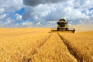 Agriculture : récolte céréalière prometteuse, sécurité alimentaire et défis de commercialisation