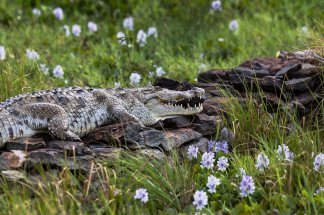 Kenya: les eaux des lacs montent, les populations à la merci des crocodiles
