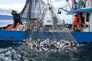 Pêche côtière et artisanale : plus de 6,28 MMDH de produits commercialisés à fin juillet