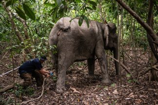 Bornéo: la femme qui murmurait à l'oreille des éléphants
