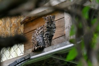 Une nouvelle espèce de chat sauvage découverte en Bolivie, une première en un siècle  Un chat-tigre de Tilcayo (Leopardus tilcayo) est aperçu au sanct