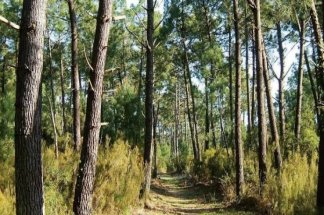 forets-du-maroc-a-rabat-lappel-a-proteger-un-patrimoine-sous-pression