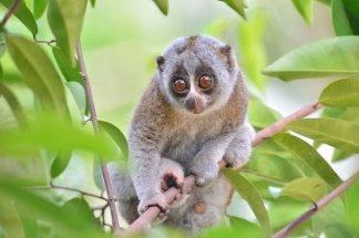 Indonésie : le retour inattendu d’un primate que l’on croyait disparu