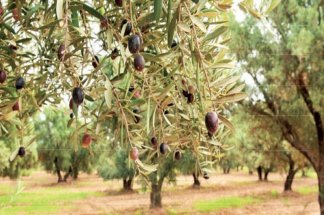 Oléiculture : Taounate aborde la nouvelle campagne sous de bons auspices